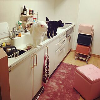 キッチン/猫のいる生活のインテリア実例 - 2016-12-04 09:36:58