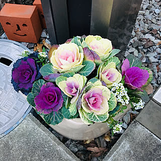 部屋全体/葉牡丹/寄せ植え/来年もよろしくお願いします♡/Instagram→mari.o18...などのインテリア実例 - 2018-12-31 08:52:21