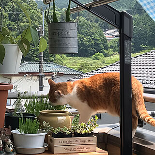 猫草栽培中/毎日感謝✨/べらんだガーデン/観葉植物大好き❤︎/平和な風景...などのインテリア実例 - 2019-06-20 11:56:37