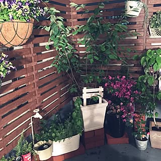 DIY/100均/観葉植物/ガーデニング/雑貨...などのインテリア実例 - 2015-11-13 06:27:22