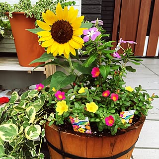 寄せ植え ひまわりのおしゃれなアレンジ 飾り方のインテリア実例 Roomclip ルームクリップ