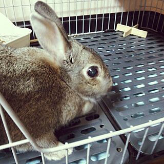 ベッド周り/うさぎ/ペット/ウサギのインテリア実例 - 2015-04-01 22:17:33