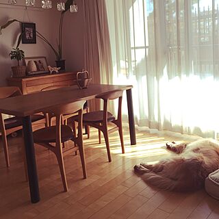 リビング/ダイニングテーブル オリジナル/お気に入りの椅子/大型犬と自然に暮らすのインテリア実例 - 2015-02-09 13:50:15