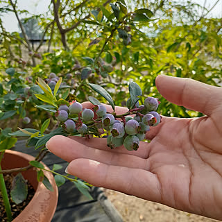 部屋全体/サンシャインブルー/朝日/素敵な週末を◡̈*✧/庭...などのインテリア実例 - 2020-05-23 07:50:33