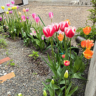 秋に植えた球根/チューリップ/去年つくった裏庭/いろんな種類のチューリップ/花盛りのインテリア実例 - 2021-05-21 09:41:56