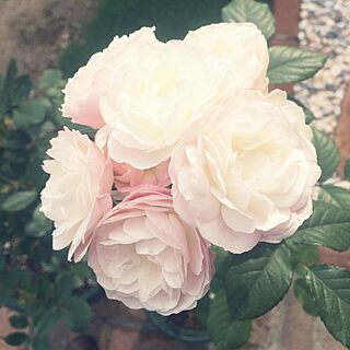 薔薇/いいねありがとです(*^◯^*)/ロザリアンのインテリア実例 - 2016-05-21 12:17:52