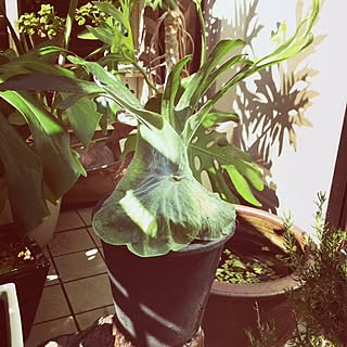 部屋全体/植物/観葉植物/ビカクシダ/コウモリラン...などのインテリア実例 - 2013-10-27 12:24:20