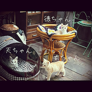 猫部屋/親子猫/猫と暮らす家/Ig:hanamaru.0.cats/marusan流...などのインテリア実例 - 2022-10-01 09:22:06