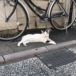 野良猫/猫/暑い‼︎/徘徊/浜松市...などのインテリア実例 - 2017-08-26 16:12:27