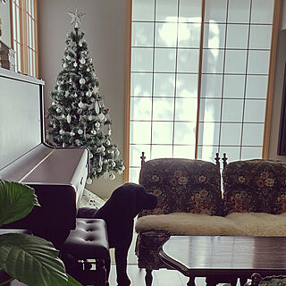 リビング/クリスマスツリー/クリスマスツリー180cm/ウンベラータ/和室...などのインテリア実例 - 2019-11-07 21:59:34