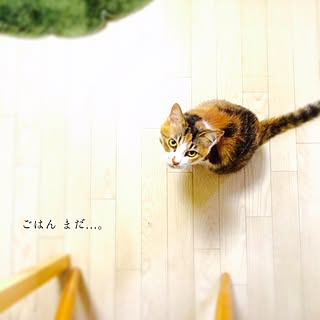 リビング/三毛猫/ねこのいる風景/ねこと暮らす/NO CAT NO LIFE...などのインテリア実例 - 2016-07-01 20:05:00