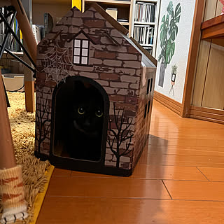 ハロウィンハウスに入る猫/セリアハロウィンハウス/ねこのいる風景/猫のいる暮らし/黒猫ミースケ...などのインテリア実例 - 2022-04-30 23:12:02