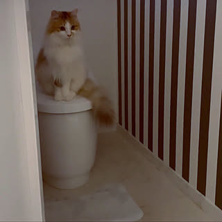 便座/トイレインテリア/トイレ/猫/ホワイトインテリア...などのインテリア実例 - 2022-04-09 11:26:33