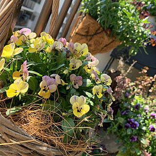 花のある暮らし/ベランダガーデンのある暮らし/コメントお気遣いなく♡/花のある生活/ベランダガーデン...などのインテリア実例 - 2020-04-09 13:06:19