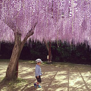 公園/花がある暮らし/藤/田舎暮らし/こどもと暮らす...などのインテリア実例 - 2017-05-07 14:24:18