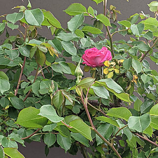 玄関/入り口/バラが咲き始めました/マンション暮らし/マンションの庭のインテリア実例 - 2021-04-18 10:28:09