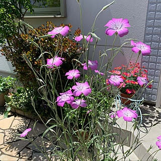 アグロステンマ/花/花のある暮らし/植物のある暮らし/玄関/入り口...などのインテリア実例 - 2021-04-30 11:01:40