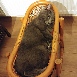 ベッド周り/保護猫/ねこと暮らす。/猫姉妹/かごのインテリア実例 - 2021-01-31 08:56:57