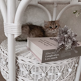 Bたろう様❤チワワ メガネスタンド♡ メガネスタンド 犬 かわいい