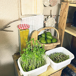 育ちが早い！/豆苗栽培中/観葉植物/団地/キッチン...などのインテリア実例 - 2020-03-22 14:07:08