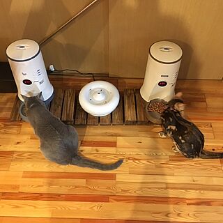 棚/猫の食事コーナーのインテリア実例 - 2016-09-14 00:33:08