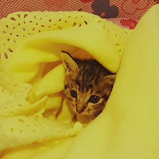 リビング/猫/幸せの黄色い毛布/捨て猫のインテリア実例 - 2015-09-06 08:21:43