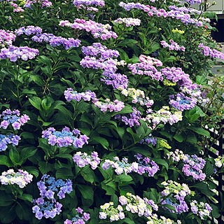 紫陽花/ちいさなお庭/まったり時間/植物のある暮らしのインテリア実例 - 2018-06-18 20:46:05