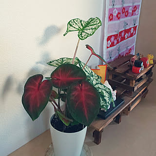 玄関/入り口/カラジューム/観葉植物のある暮らし/かわいいもの♡/干支の置物...などのインテリア実例 - 2020-06-16 06:07:23