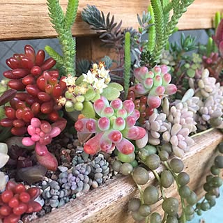 壁/天井/乙女心/べらんだGarden。/succulent plants/すのこ棚...などのインテリア実例 - 2017-01-23 18:09:09