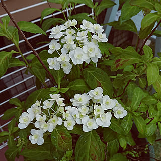 玄関/入り口/庭/山紫陽花「富士の滝」/今年は花付きが～/でも、綺麗♥️...などのインテリア実例 - 2020-05-24 10:12:50