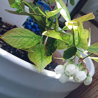 玄関/入り口/家庭菜園/家庭菜園 ベランダ/プランター菜園/植物のある暮らし...などのインテリア実例 - 2018-04-12 21:52:42