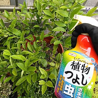 ガーデニング/植物のある暮らし/害虫対策/アースガーデン/いろいろな植物つよし...などのインテリア実例 - 2023-05-26 11:26:04