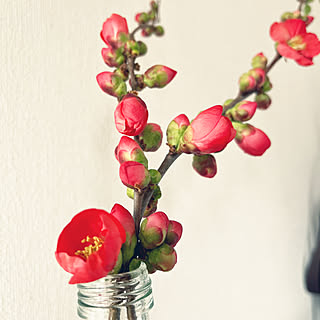 玄関/入り口/ぼけの花/あきびん再利用/ガラス瓶/花のある暮らし...などのインテリア実例 - 2024-03-17 12:06:55