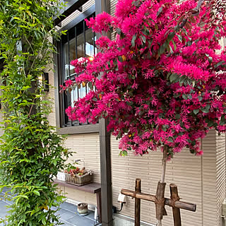 支柱立てのインテリア実例 Roomclip ルームクリップ