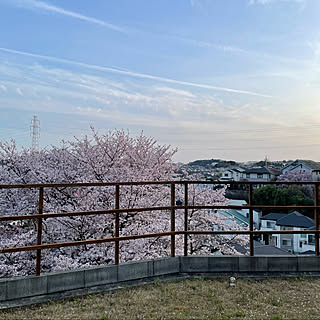 借景/庭/桜/ウッドフェンス/玄関/入り口のインテリア実例 - 2022-04-09 00:52:58