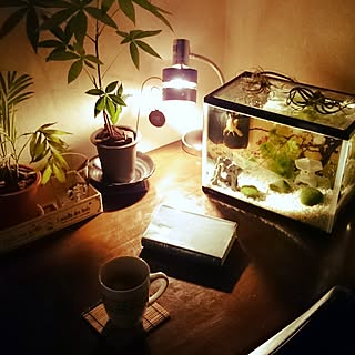 机/観葉植物/アクアリウム 金魚/スタバカップ/ニトリ...などのインテリア実例 - 2016-01-01 22:29:29