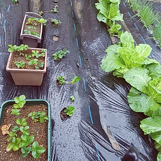 部屋全体/カメラマークが出たので/朝から雨☔️/癒し/楽しい時間...などのインテリア実例 - 2023-11-17 05:38:52