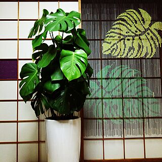 植物/モンステラ/ハワイアン/観葉植物のインテリア実例 - 2015-11-07 01:32:04