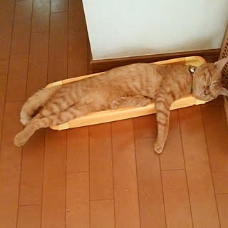 部屋全体/こんばんは✩.*˚/いつもいいね！ありがとうございます♪/ねこのいる日常/ねこが好き...などのインテリア実例 - 2017-10-14 23:59:27