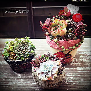 バス/トイレ/JUNK/JUNK GARDEN/gardening/寄せ植え...などのインテリア実例 - 2019-01-05 15:12:08