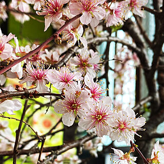 変化が楽しい/ちょっと変わった桜です/桜/家造り/アンティーク大好き...などのインテリア実例 - 2021-03-30 12:08:25