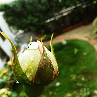 玄関/入り口/ピエール・ドゥ・ロンサール/薔薇/水滴/花のある暮らし...などのインテリア実例 - 2017-05-11 11:23:12