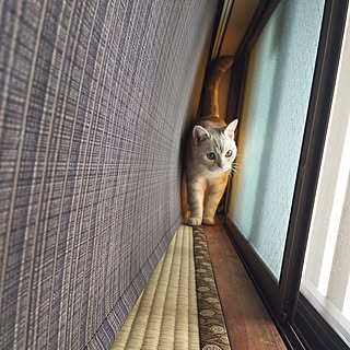 sirasu.nさんの実例写真