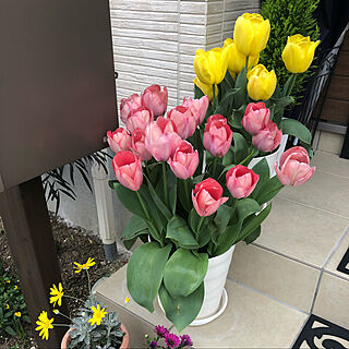 春/チューリップ咲きました♡/チューリップ/お花が好き/花のある暮らし...などのインテリア実例 - 2021-04-04 17:35:38