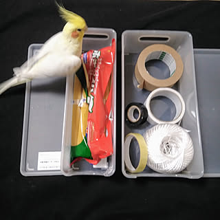 棚/コメリ/Home Storage/コメリ・モニター/コザクラインコ...などのインテリア実例 - 2019-02-18 21:52:48