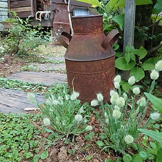 ガーデニングが好き/garden/植物のある暮らし/枕木 アプローチ/小屋のある庭...などのインテリア実例 - 2023-04-30 08:57:25