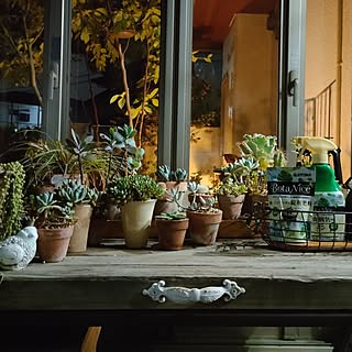 壁/天井/観葉植物/多肉植物/植物のある暮らし/虫対策...などのインテリア実例 - 2023-07-30 21:11:16