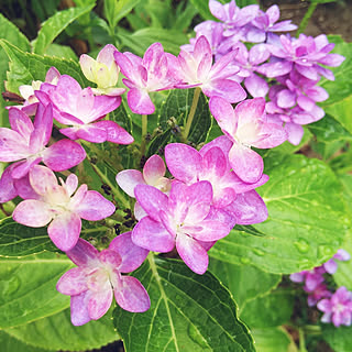 玄関/入り口/庭の花/紫陽花/黒茶緑好き/100均大好き...などのインテリア実例 - 2018-06-28 04:30:08