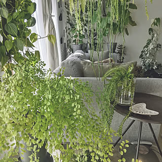 部屋全体/観葉植物/ナチュラル/ボタニカルライフ/ボタニカル...などのインテリア実例 - 2020-10-24 14:16:27