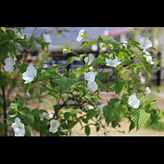庭/シロヤマブキ/花のインテリア実例 - 2015-04-28 11:46:06